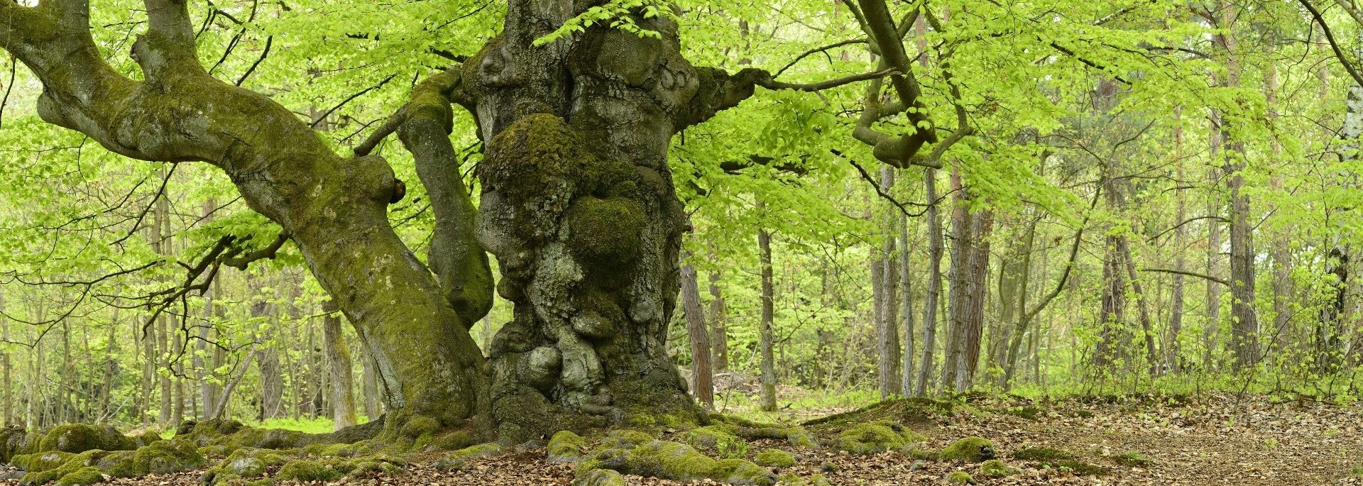 Ferienpark Frankenau Kellerwald Edersee
