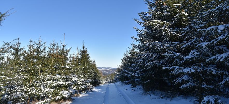 Ferienpark Frankenau wintersport Sauerland 06